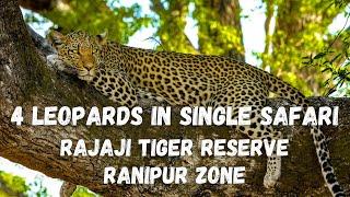 4 LEOPARDS IN SINGLE SAFARI | RAJAJI NATIONAL PARK | RANIPUR ZONE | Best zone for Leopard Sighting