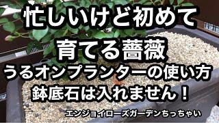 初めて薔薇を育てる方向け動画です。忙しいけど楽して楽しみたい方専用です。うるオンプランターで育てます。うるオンプランターの使い方の説明をしています。鉢底石は入れません。入れると機能が発揮出来ません。