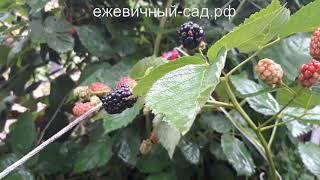 Садовая ежевика Нетчез