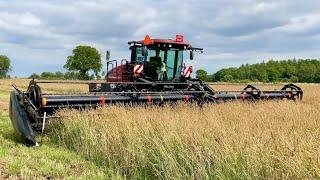 MacDon M1170 NT With D65 40-foot Header - Sonesson Bialitt Swathing Grass(4K)