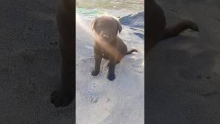 Cuteness ️#trendingshorts #cutedog #viralvideo #music #shots