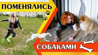 ПОМЕНЯТЬСЯ СОБАКАМИ | KURAGA