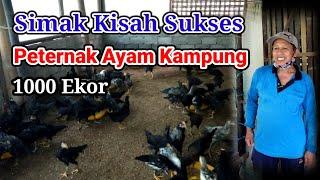 SEMI INTENSIVE VILLAGE CHICKEN LIVESTOCK || KUB CHICKEN LIVESTOCK