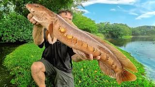 Topwater Fishing for Snakehead