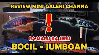 IKAN BOCIL - JUMBOAN AJIB SEMUA !!! RA MARU RA SERU !!! (REVIEW MINI GALERI CHANNA)