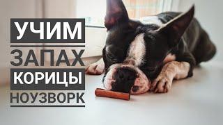 Постановка на запах: корица/ноузворк с бостон-терьером/базовый урок NoseWork