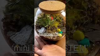 Mini ecosystem part 1