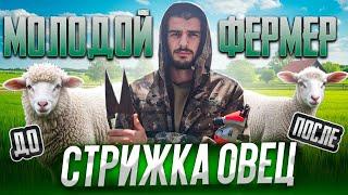СТРИЖКА ОВЕЦ ; СТРИГАЛЬНОЙ МАШИНКОЙ И НОЖНИЦАМИ