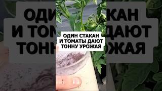 Жалею раньше не знал эту бережную подкормку. Томаты и огурцы мощно плодоносят! #огород #сад #дача