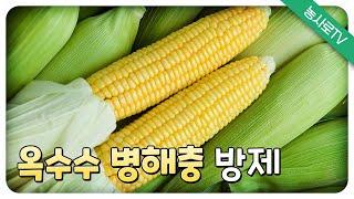 [농업기술동영상] 옥수수 병해충 방제