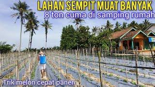 Penerapan Pintar. Prinsip Tanam Melon Di Samping Rumah Agar Cepat Panen