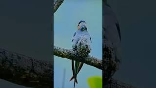 OMG ! YE TO LITTLE BABY #nature #shorts #trending #minivlog #birds #littlebaby #cute  #viral .