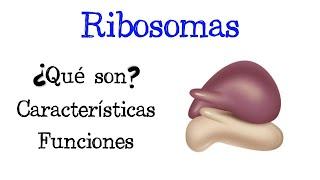  ¿Qué son los Ribosomas?  Características y Funciones [Fácil y Rápido] | BIOLOGÍA |