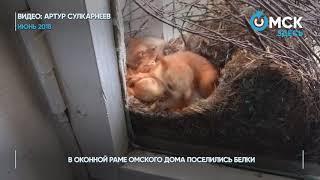 Самые заметные видео года 2018 в Омске