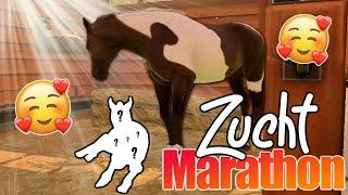 mein ZUCHT-MARATHON  Teil 2️⃣ Rival Stars Horse Racing