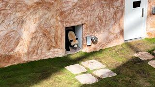 2 GIANT PANDAS MOVE INTO THE DESERT PANDA HOUSE IN AL KHOR, QATAR