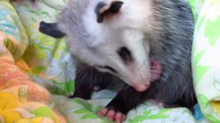 Good Opossum Hygiene!