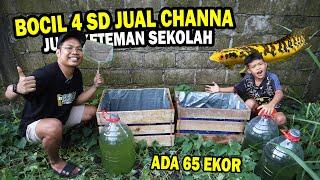 BORONG?? CHANNA BOCIL KELAS 4 SD JUAL 100 EKOR ANAKAN MARU YS DIRUMAHNYA