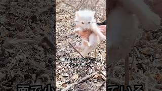 この男性が迷子の白キツネの赤ちゃんを発見して引き取った