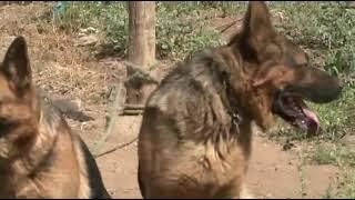 Dressage de Chiens en Kabylie