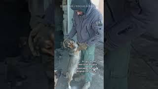 ARK & PETA Evacuation of animals from deoccupied Kharkiv region