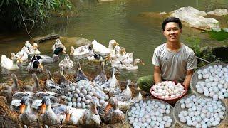 5 month Raise ducks, build nests and harvest duck eggs to market sell, Gardening to harvest to sell