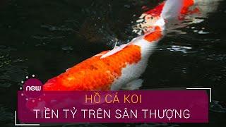 Lạc vào hồ cá Koi tiền tỷ trên sân thượng "ngỡ chốn bồng lai" | VTC Now