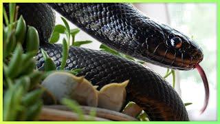 The most breathtaking but boring reptile... Mexican Black Kingsnakes!