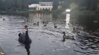 Чёрный лебедь. Обитает ли в Петербурге? Экологические экскурсии в СПб.