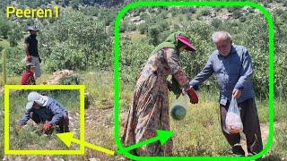 Helping a Kind Old Man and a Nomadic Family Harvest Their Crops | Heartwarming Act of Kindness