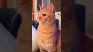 #funny #catlove #cat #funnyshorts #pets #funnyvideo #funnycats #pet