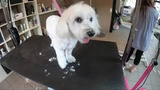 Malteser Hündin Stella beim Hundefriseur #grooming