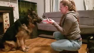 Shadow the German Shepherd's chaotic attempt at "Stick Em' Up"!