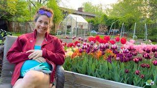 2024 Favorite Tulips for Cutting & Bouquets! Last Tulip Bouquet & How I Flip Tulip Beds to Dahlias!