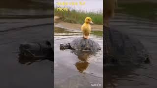 #shortvideo #duck #janmani #happyhubmedia