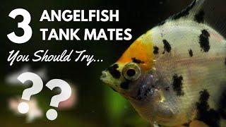 3 Very Popular Angelfish Tank Mates You Need to Try