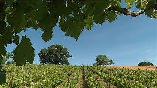 Marsal (Moselle) : une vigne familiale