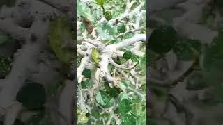 Bonsai serut cutting #bonsai #shortsvideo