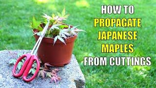 How to Propagate Japanese Maples from Cuttings