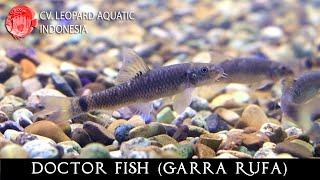 Garra rufa. The DOCTOR fish at your service! (Leopard Aquatic H020A)