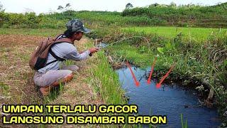 Mancing di Selokan Tengah Sawah Ikannya Masih Melimpah #LM12