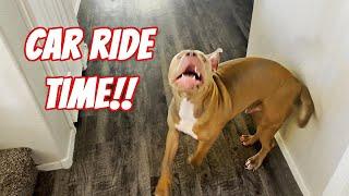 Pitbull Dog Gets Super Excited & Talks For His Car Ride!