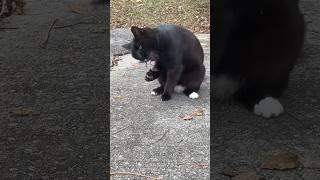 Cat and lizard #music #cat #kittenmusic #funny #kittymusic #pets #catmusic #cute #musiccat