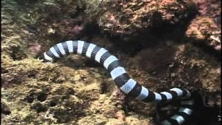 black and white snake eats fish under water