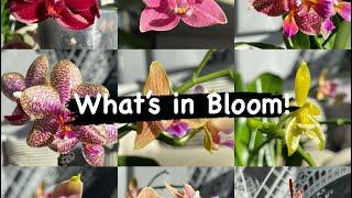 What’s in bloom (Orchid) #screensaver