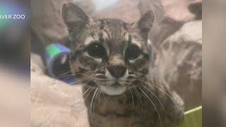 Meet the Denver Zoo cat who was smuggled through DIA