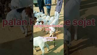 Faizabad bakra mandi Sojat kids gulab#shorts #bakramandi #youtubeshorts