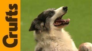 Crufts 2012 - Heelwork to Music Freestyle Competition