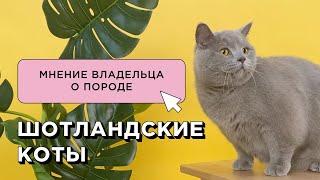 ШОТЛАНДСКИЕ КОТЫ: МНЕНИЕ ВЛАДЕЛЬЦА О ПОРОДЕ / СКОТТИШ СТРАЙТ И СКОТТИШ ФОЛД