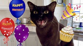 Today is Teddy's 6th Birthday!  Happy Birthday to our Adorable Chatty Sable Burmese Cat 